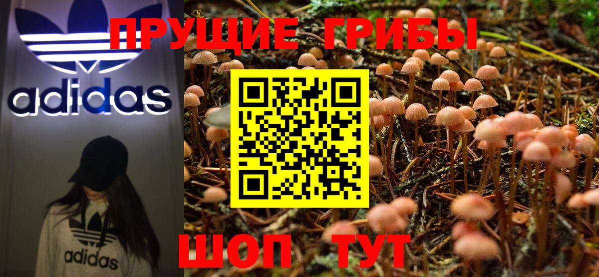 Псилоцибиновые грибы Cubensis Казань